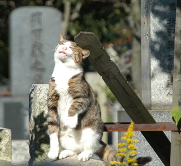 キジトラ白猫墓地の猫画像