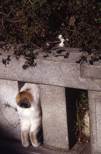 三毛猫墓地の猫画像