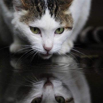 サバトラ白猫水面の猫画像