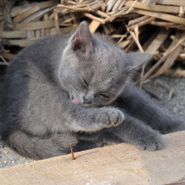 灰猫子猫屋外の猫画像