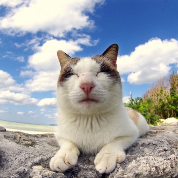 キジトラ白猫海の猫画像