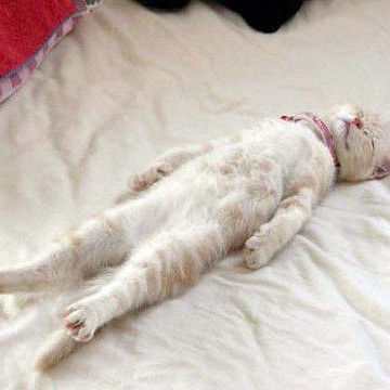 茶トラ白猫子猫昼寝の猫画像