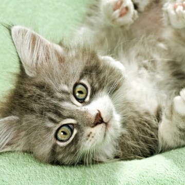 キジトラ白猫毛布の猫画像