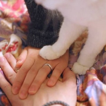 キジトラ白猫指輪の猫画像