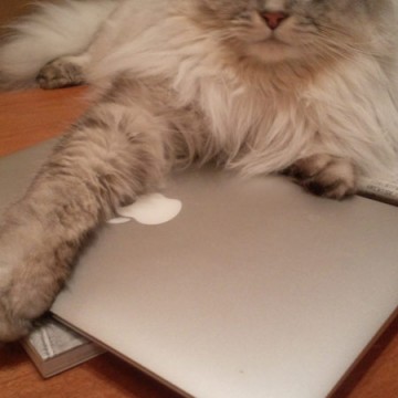 灰猫Macの猫画像