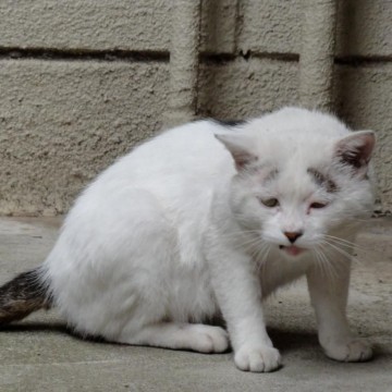 サバトラ白猫屋外の猫画像