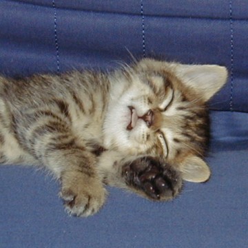 キジトラ猫子猫昼寝の猫画像