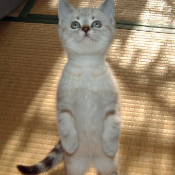 サバトラ白猫子猫畳の猫画像