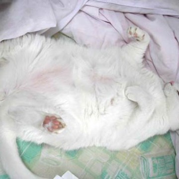 白猫昼寝の猫画像