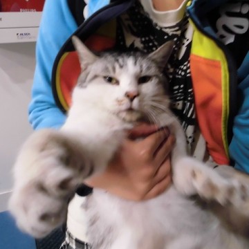 サバトラ白猫抱っこの猫画像
