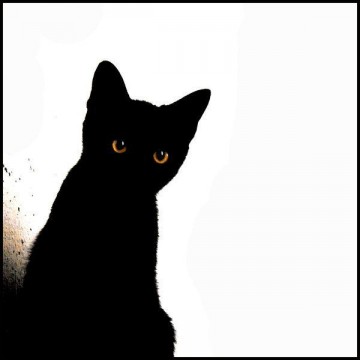 黒猫の猫画像