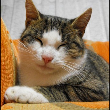 キジトラ白猫昼寝ソファーの猫画像