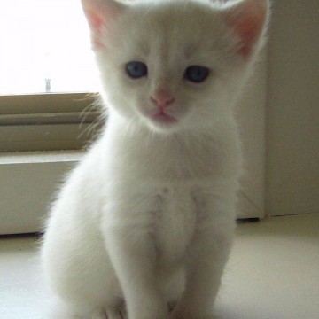 白猫子猫屋内の猫画像