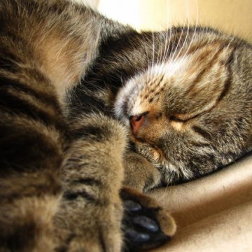 キジトラ猫昼寝の猫画像