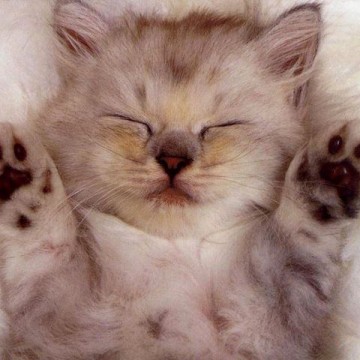 灰白猫子猫昼寝の猫画像