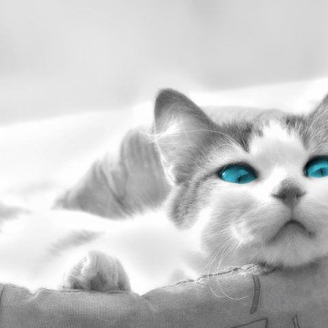 灰白猫ブルーアイズの猫画像