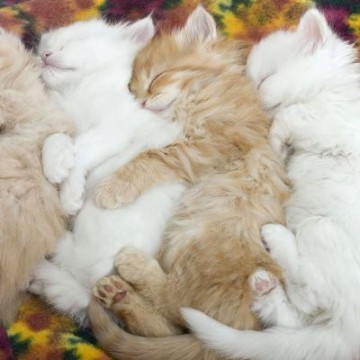 茶トラ猫白猫子猫昼寝の猫画像