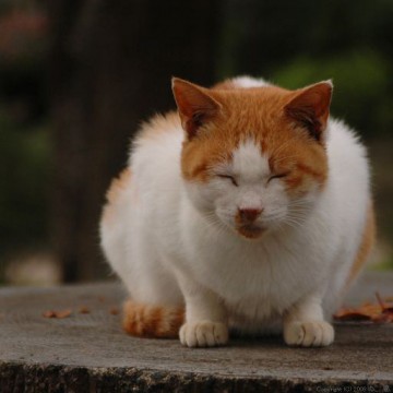 茶トラ白猫屋外の猫画像