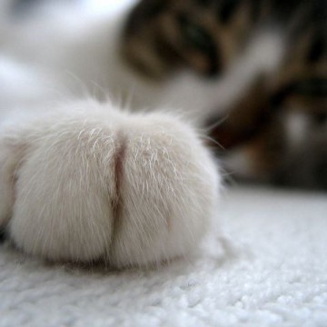 キジトラ白猫前足の猫画像
