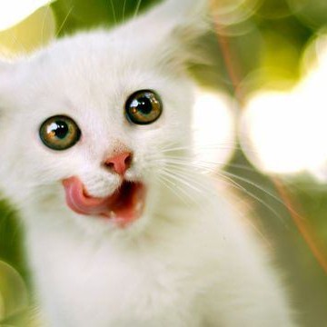 白猫子猫屋外の猫画像