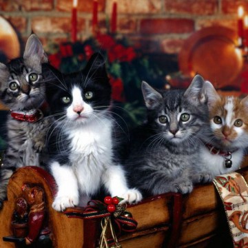サバトラ猫ハチワレ猫茶トラ白猫子猫樽の猫画像