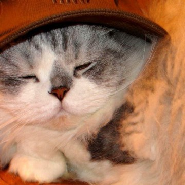 サバトラ猫子猫帽子の猫画像