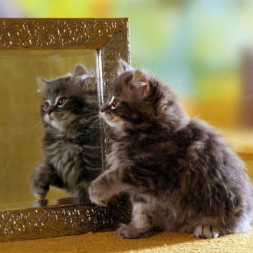 サバトラ猫子猫鏡の猫画像