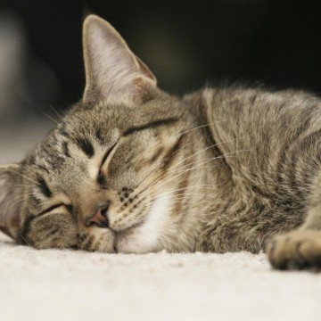キジトラ猫昼寝の猫画像