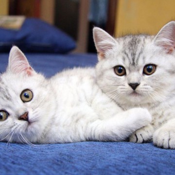 サバトラ白猫子猫屋内の猫画像