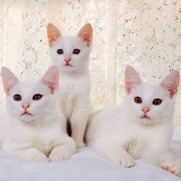 白猫屋内の猫画像