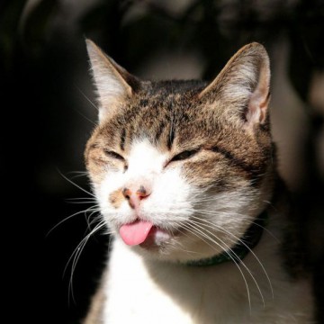キジトラ白猫舌の猫画像