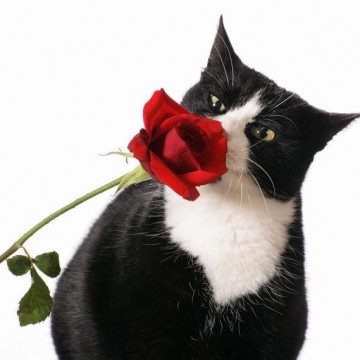 ハチワレ猫薔薇の猫画像