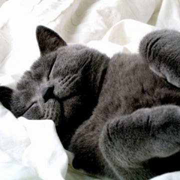 灰猫昼寝の猫画像