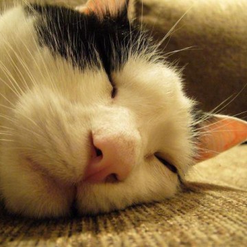 黒白猫昼寝の猫画像