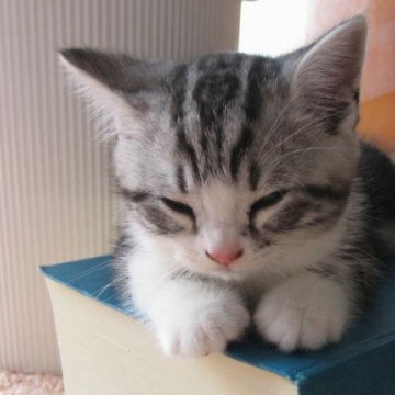 サバトラ白猫子猫昼寝の猫画像