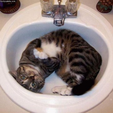 キジトラ白猫洗面台の猫画像