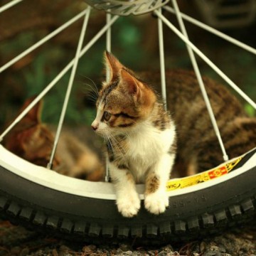 キジトラ白猫子猫自転車の猫画像