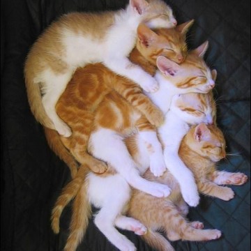 茶トラ猫茶トラ白猫子猫昼寝の猫画像