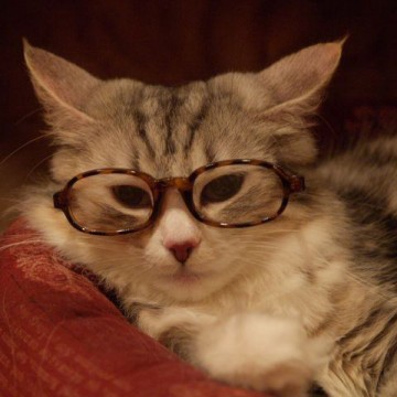 サバトラ猫メガネの猫画像
