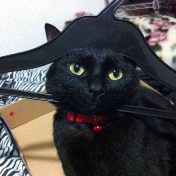 黒猫ハンガーの猫画像