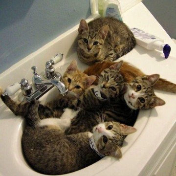 キジトラ猫キジトラ白猫子猫洗面所の猫画像