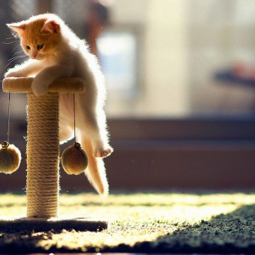 茶トラ白猫子猫キャットタワーの猫画像