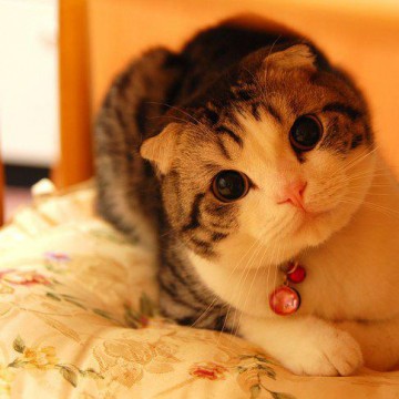 キジトラ白猫子猫布団の猫画像