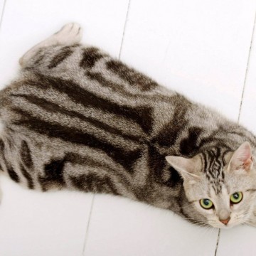 サバトラ白猫ウッドデッキの猫画像