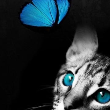 サバトラ猫子猫蝶の猫画像