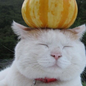 茶トラ白猫昼寝かぼちゃの猫画像