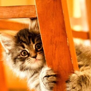 キジトラ猫子猫椅子の猫画像
