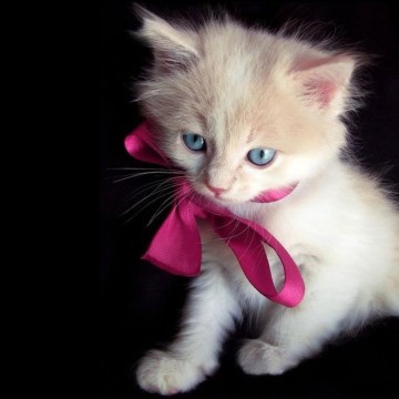 白猫子猫リボンの猫画像