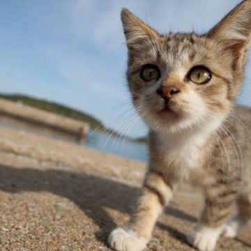 サバトラ猫子猫防波堤の猫画像