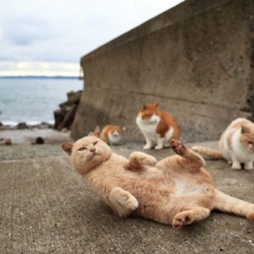 茶トラ猫茶トラ白猫防波堤の猫画像